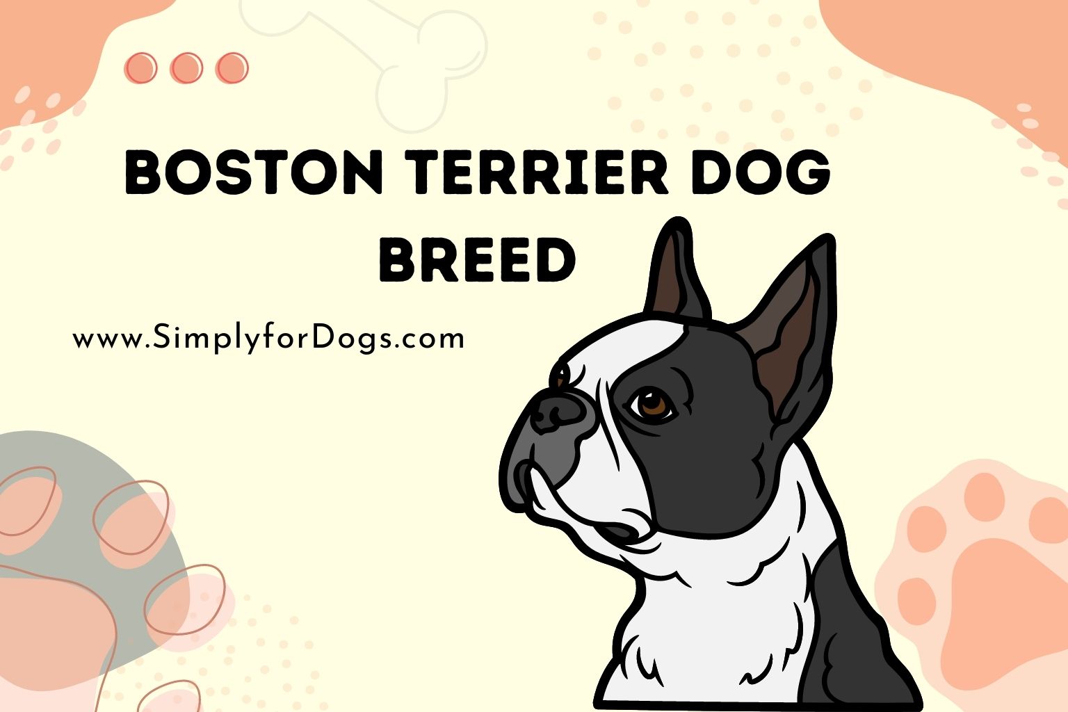 Boston Terrier Dog Breed