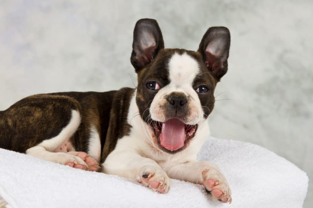 Boston Terrier Dog Breed Puppies, Rescue, Life span