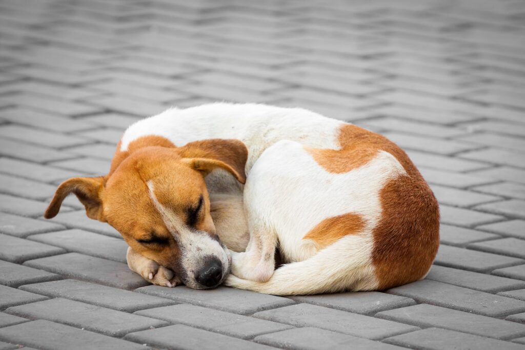 15 Dog Sleeping Positions and What They Mean (Owners Should Know)