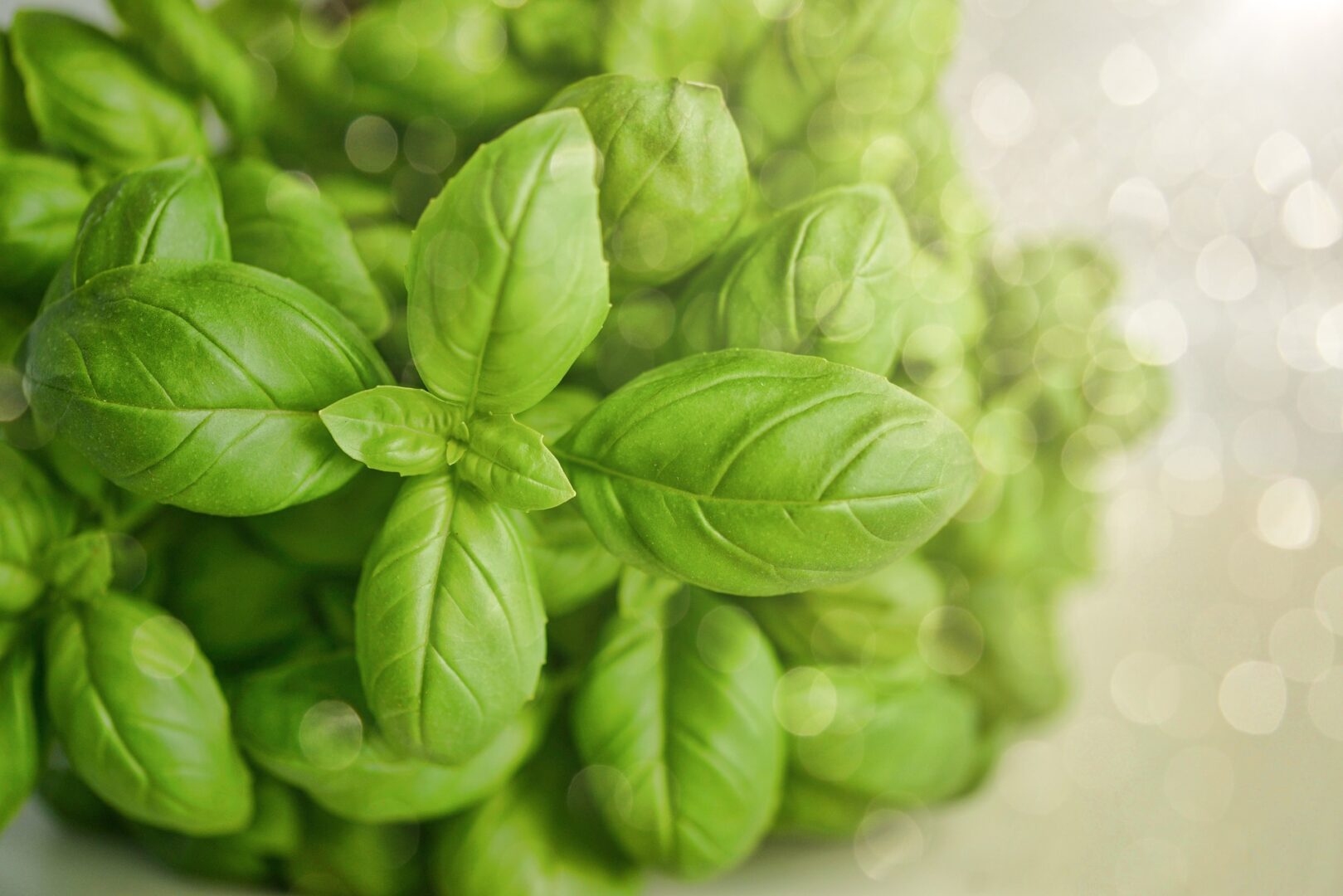 Basil’s Numerous Health Benefits