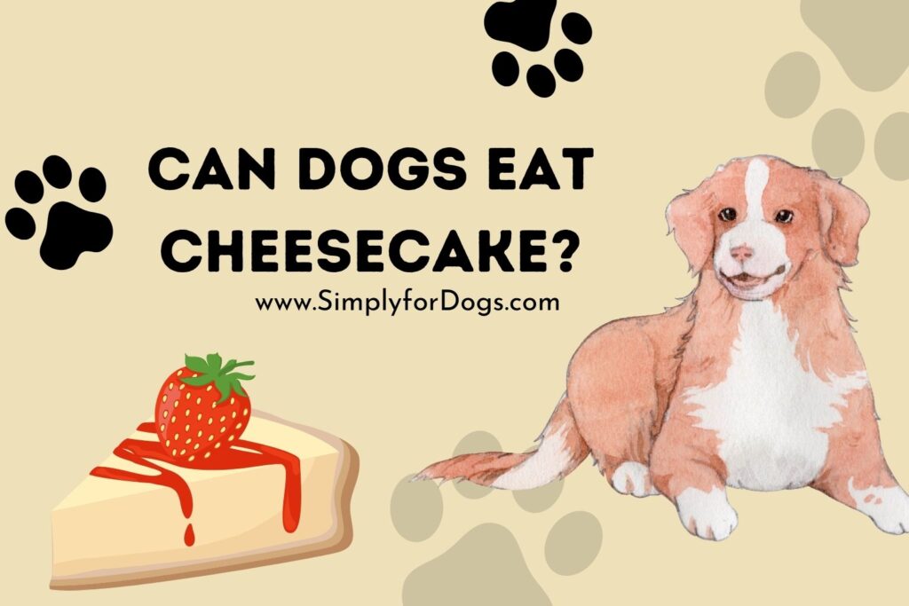 Can Dogs Eat Cheesecake? (Get the Fact) Simply For Dogs