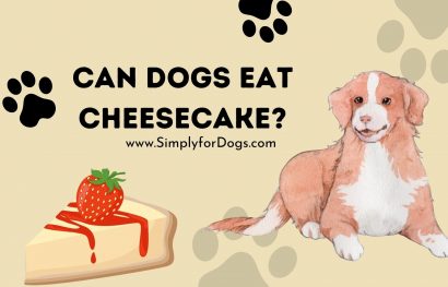 Can Dogs Eat Cheesecake