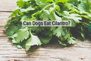 Can Dogs Eat Cilantro?