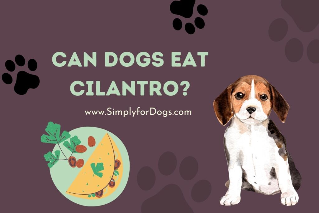 Can Dogs Eat Cilantro? (Yes, But...) Simply For Dogs