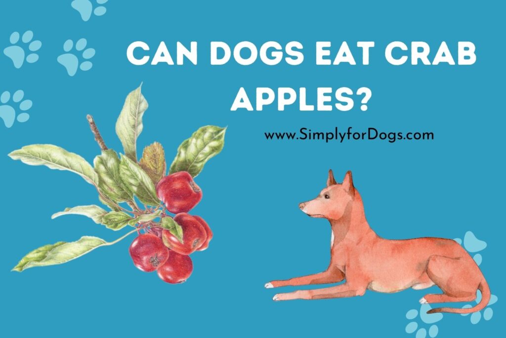 should dogs eat crab apples