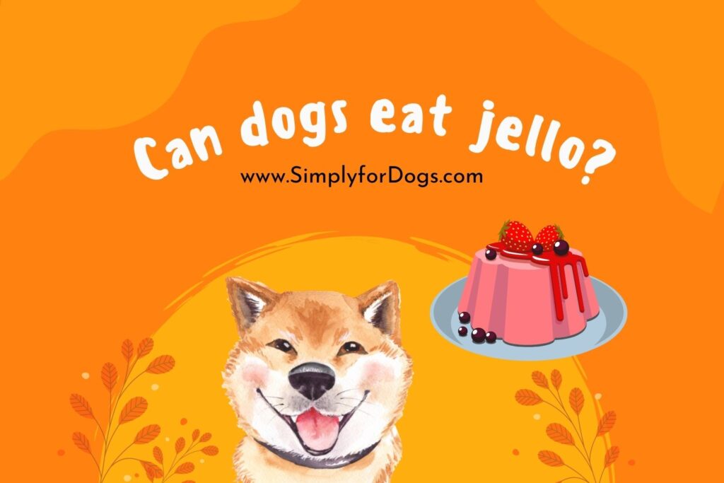 can-dogs-eat-jello-pros-cons-simply-for-dogs