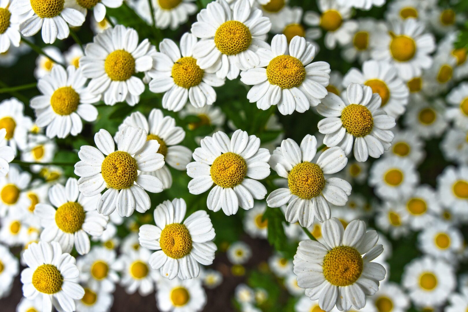 Chamomile