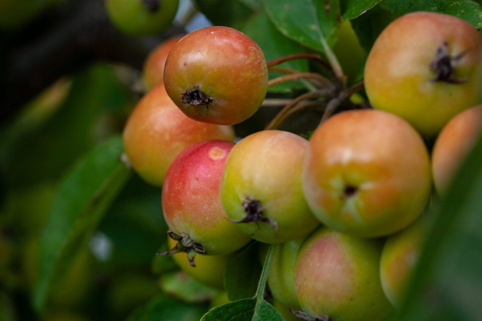 dogs eat crab apples