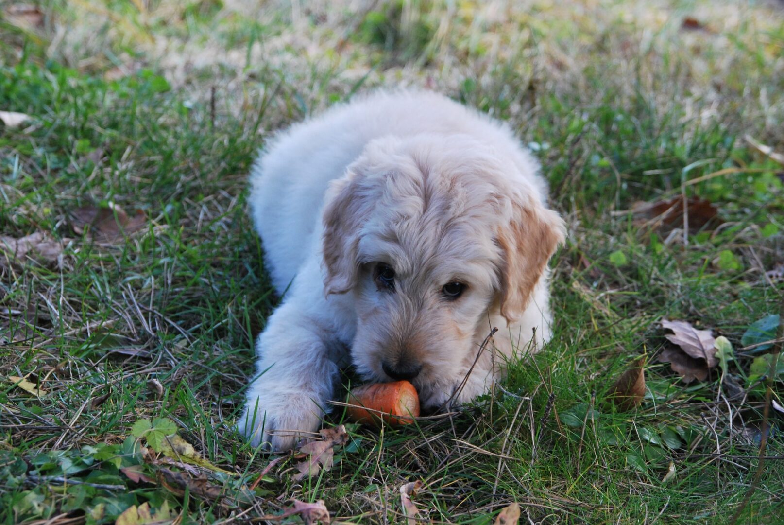 Possible Dangers of Adding Basil to Your Dog’s Diet