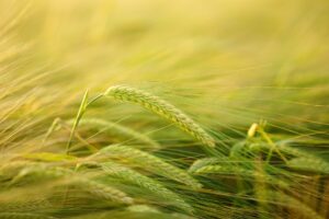 Can Dogs Eat Barley?