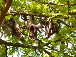 Can Dogs Eat Carob?