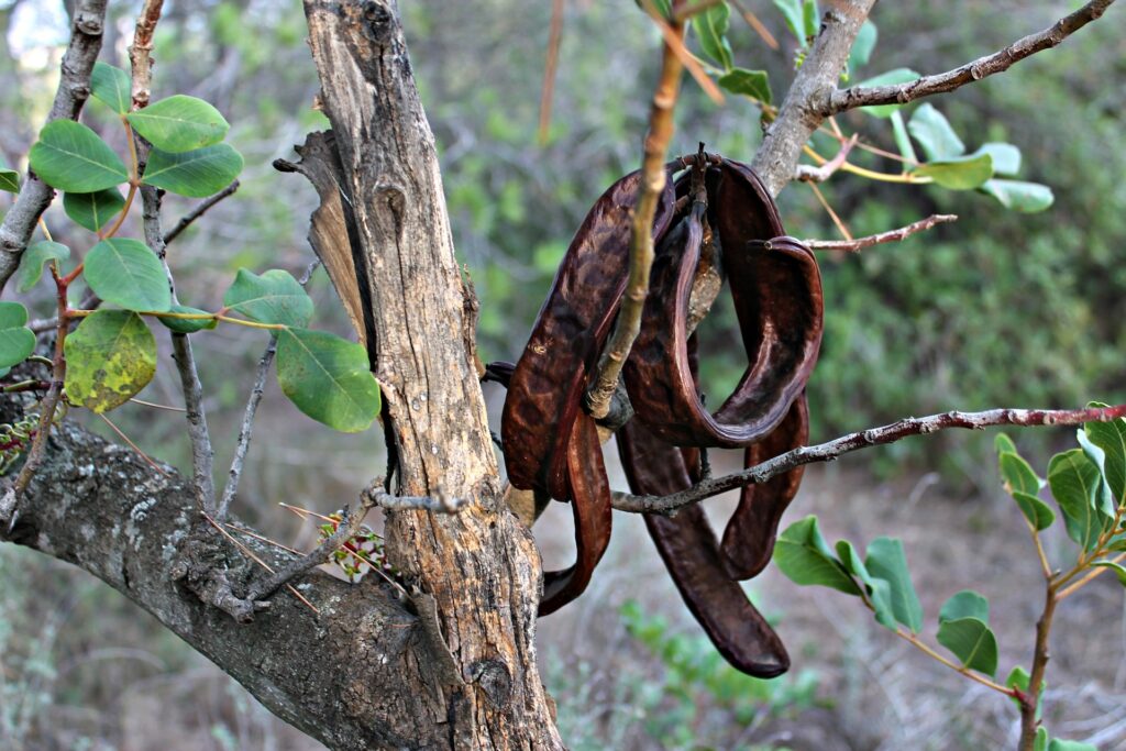 Can Dogs Eat Carob All You Need to Know