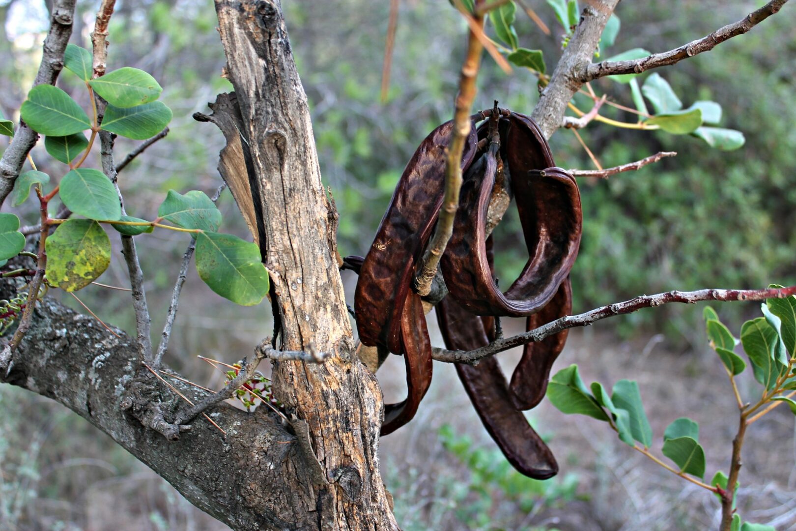 Why Carob Instead of Chocolate?