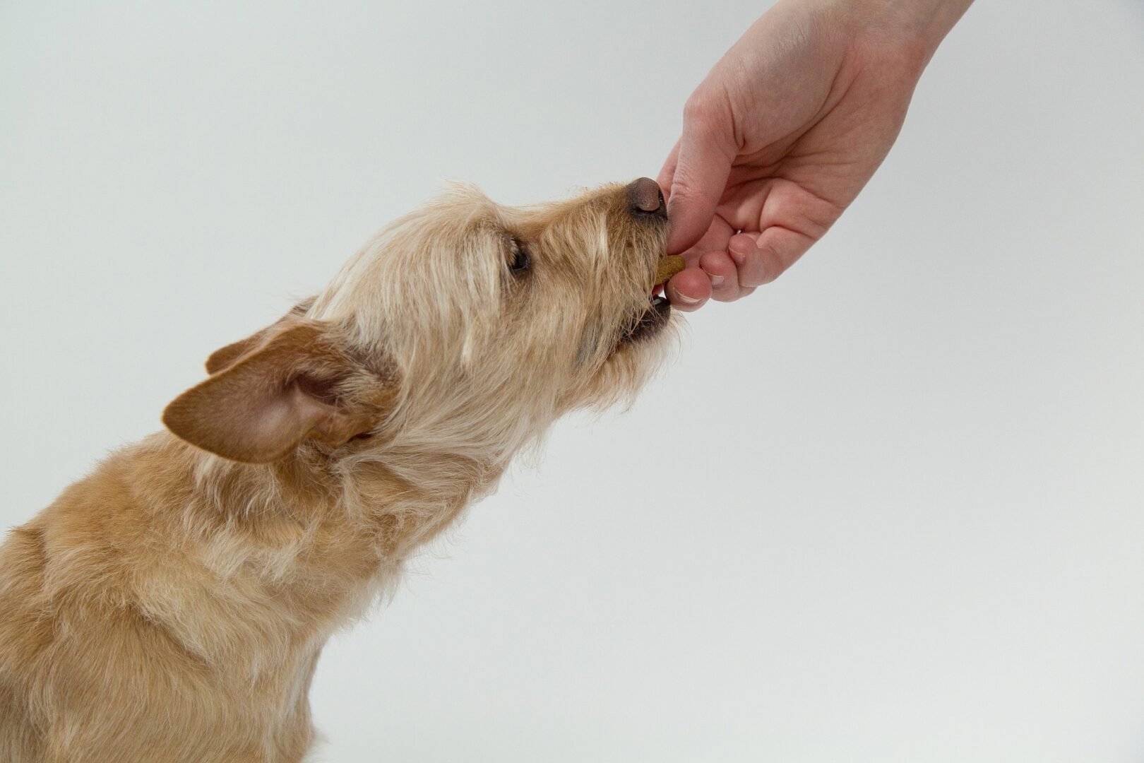 Tips for Feeding Bok Choy to Your Dog