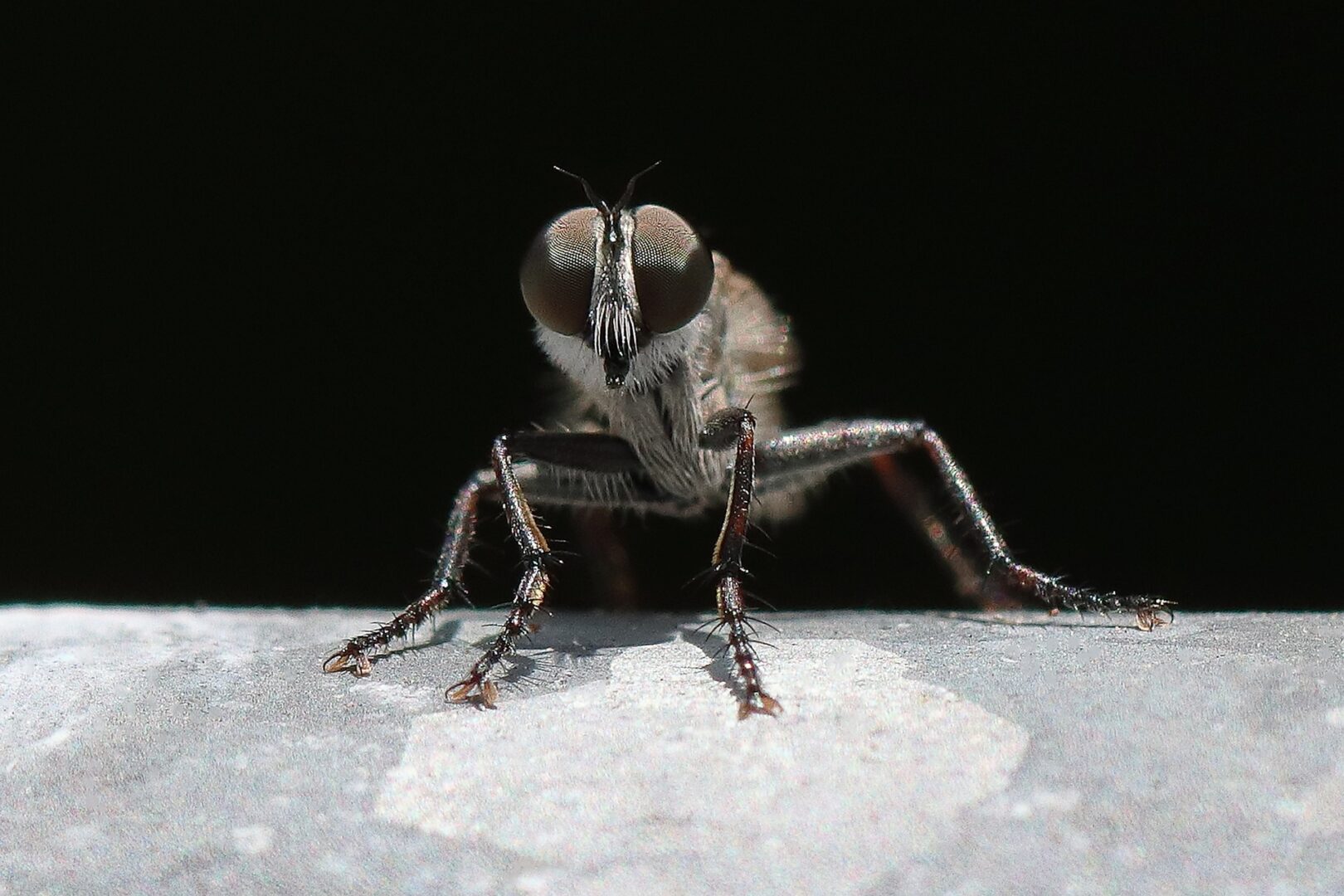 Why Do Dogs Enjoy Eating Bugs and Sky Raisins?