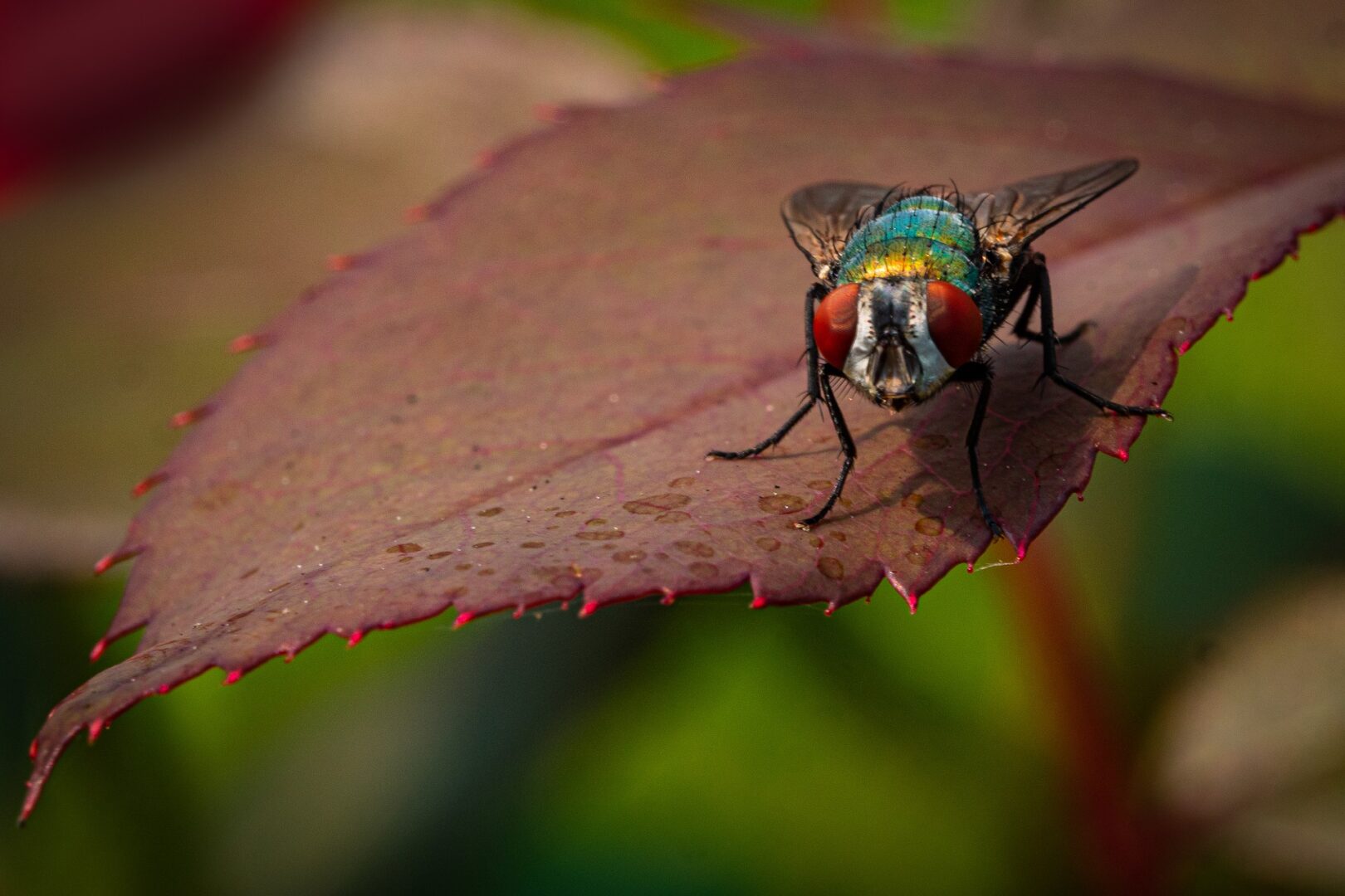 Are Flies Toxic to Dogs?