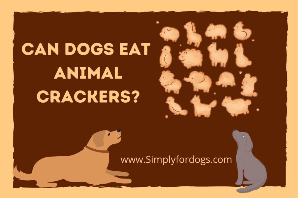 Can Dogs Eat Animal Crackers Simply For Dogs   Can Dogs Eat Animal Crackers 1024x683 