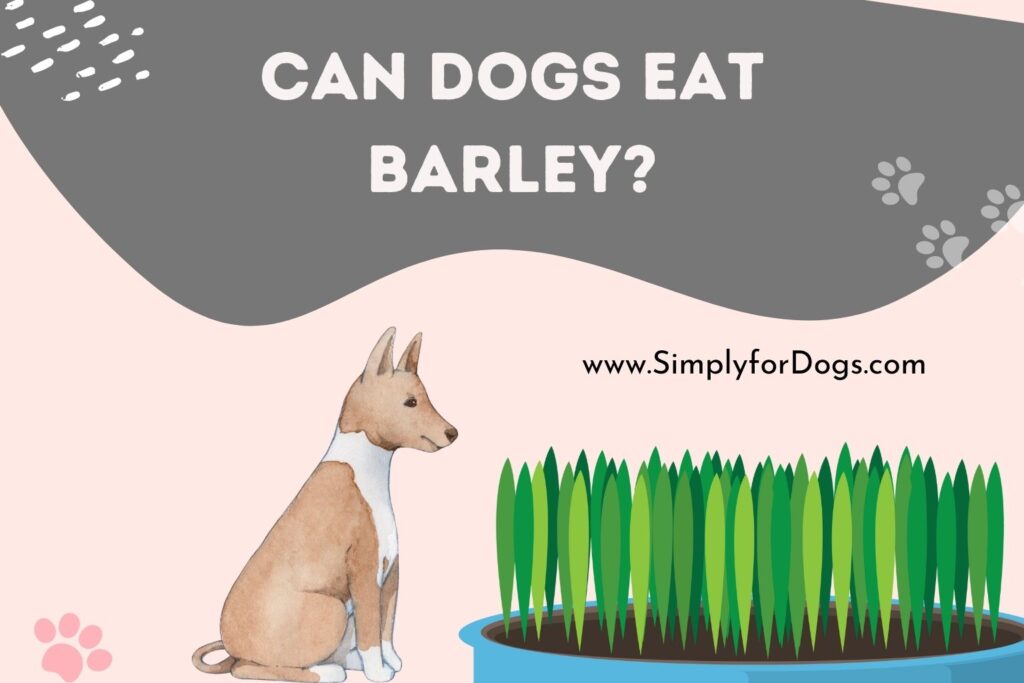 Can Dogs Eat Barley - All You Need to Know