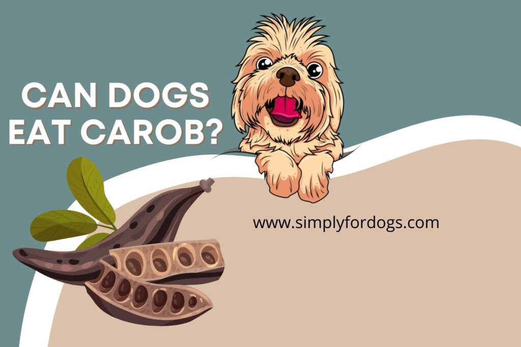 can-dogs-eat-carob-all-you-need-to-know