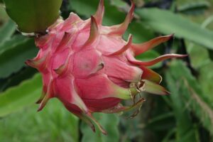 Can Dogs Eat Dragon Fruit Get the Facts!