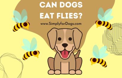 Can Dogs Eat Flies