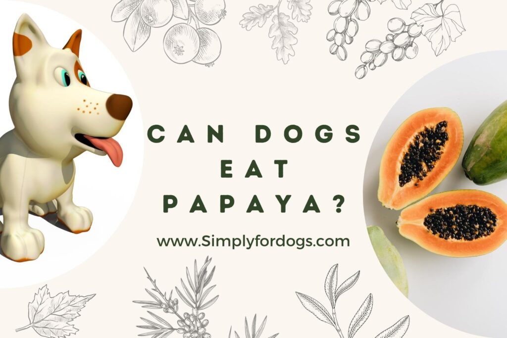 Can Dogs Eat Papaya? (What About the Seeds and Peel?)