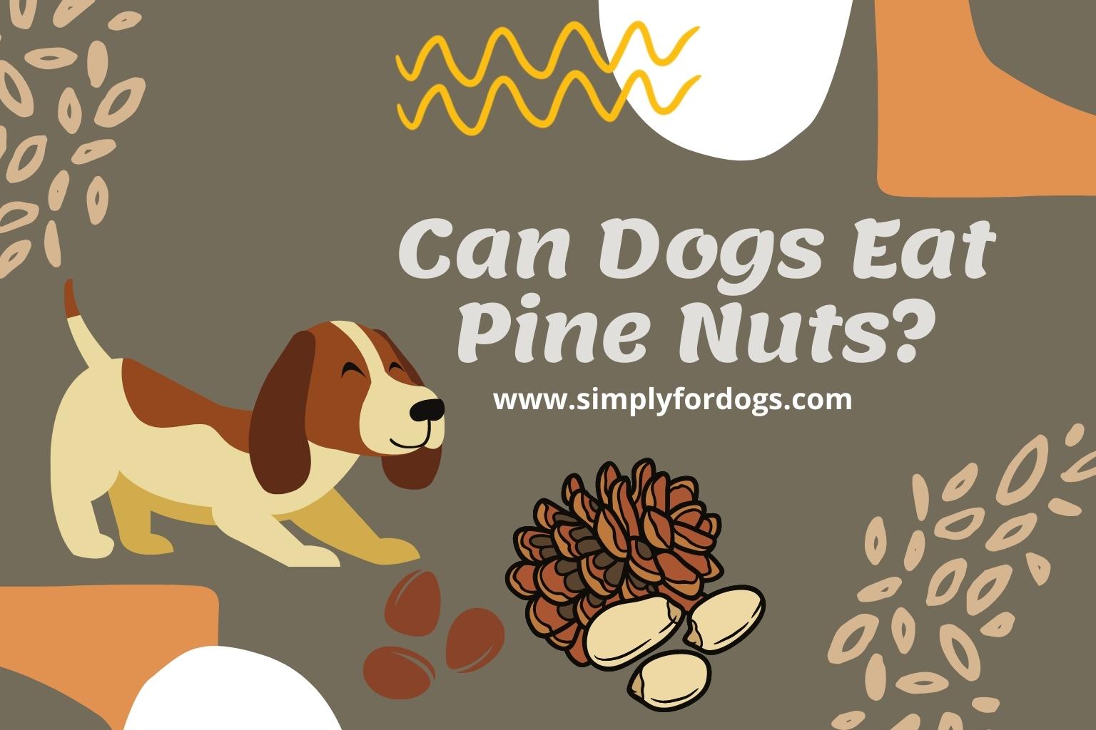 Can Dogs Eat Pine Nuts - Ultimate Guide