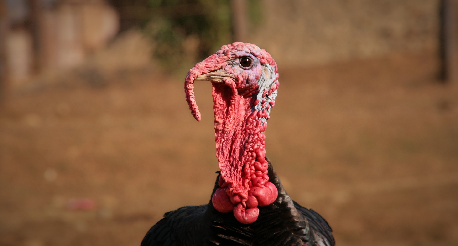 Can Dogs Eat Raw Turkey Necks Simply For Dogs