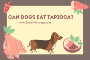 Can-Dogs-Eat-Tapioca