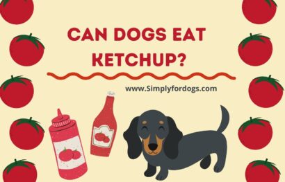 Can-dogs-eat-ketchup