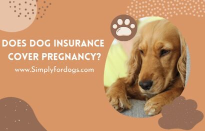 Does-Dog-Insurance-Cover-Pregnancy