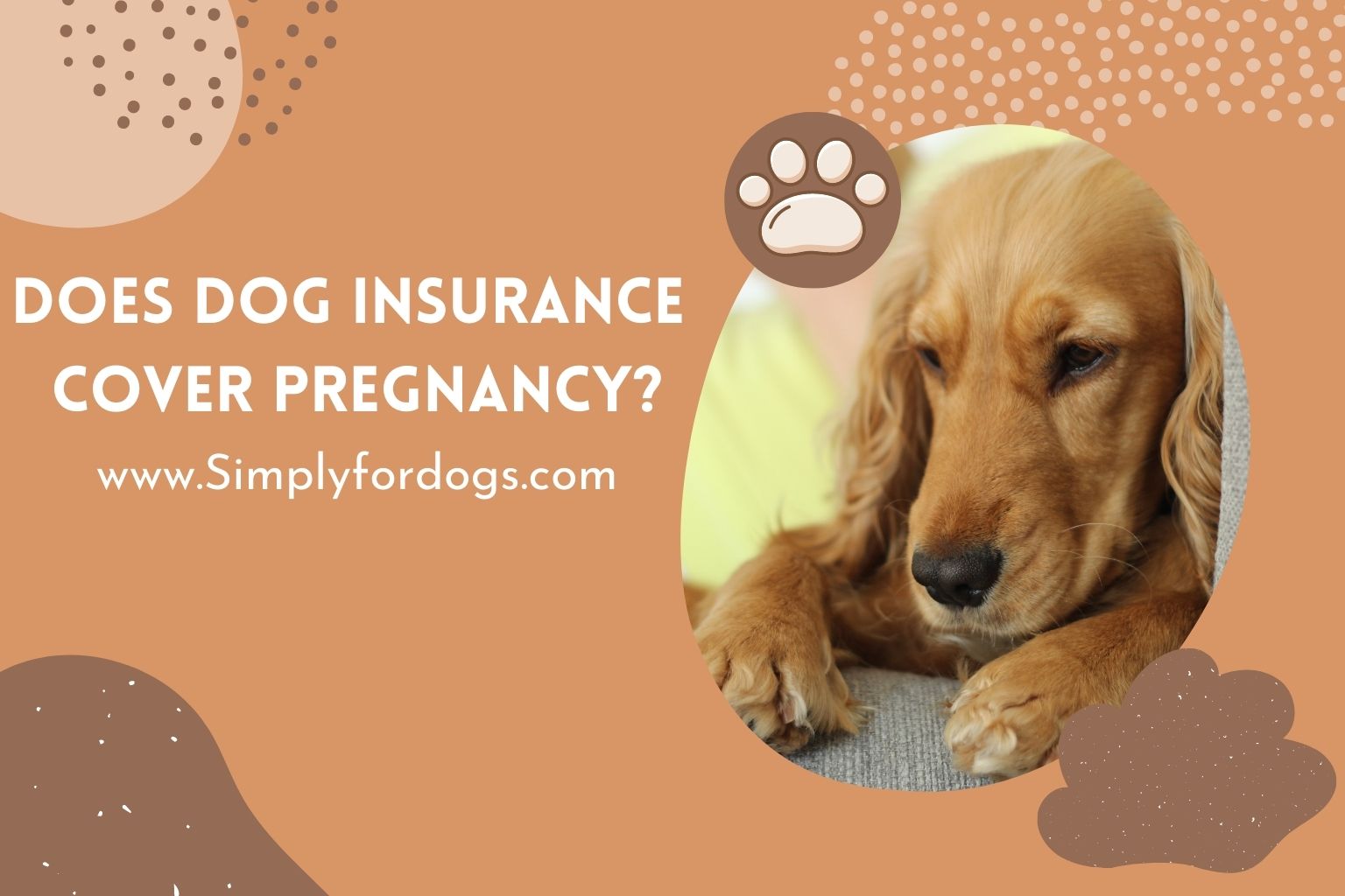 What Pet Insurance Covers Pregnancy? 