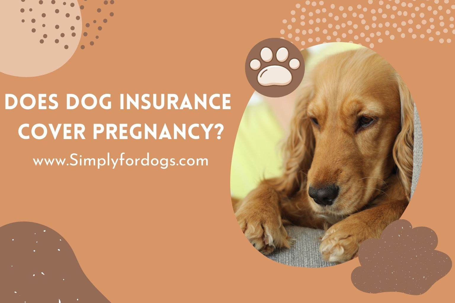 does-dog-insurance-cover-pregnancy-simply-for-dogs