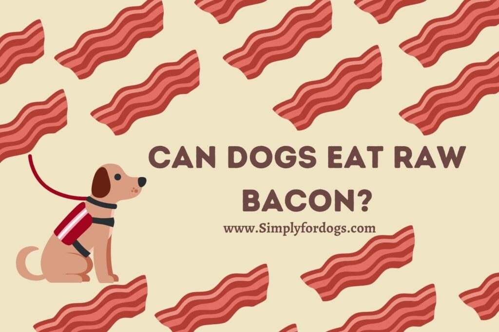 Can Dogs Eat Raw Bacon Facts You Don t Know can-dogs-eat-bacon