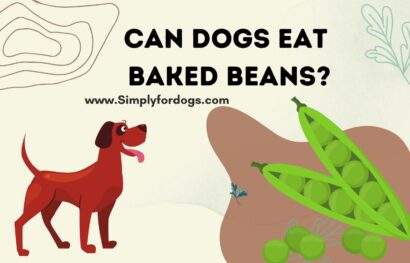 can-dogs-eat-baked-beans