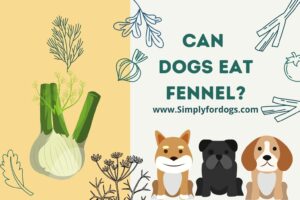 can-dogs-eat-fennel