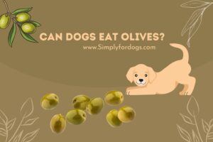 can-dogs-eat-olives