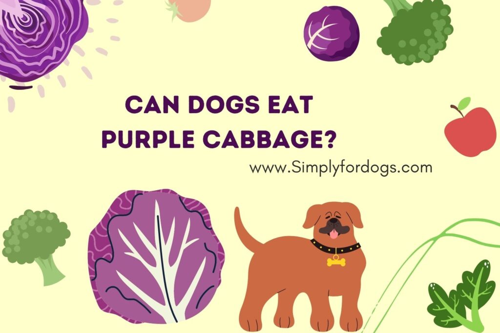 Can Dogs Eat Purple Cabbage? [What About the Peel?]
