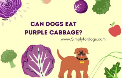 can-dogs-eat-purple-cabbage