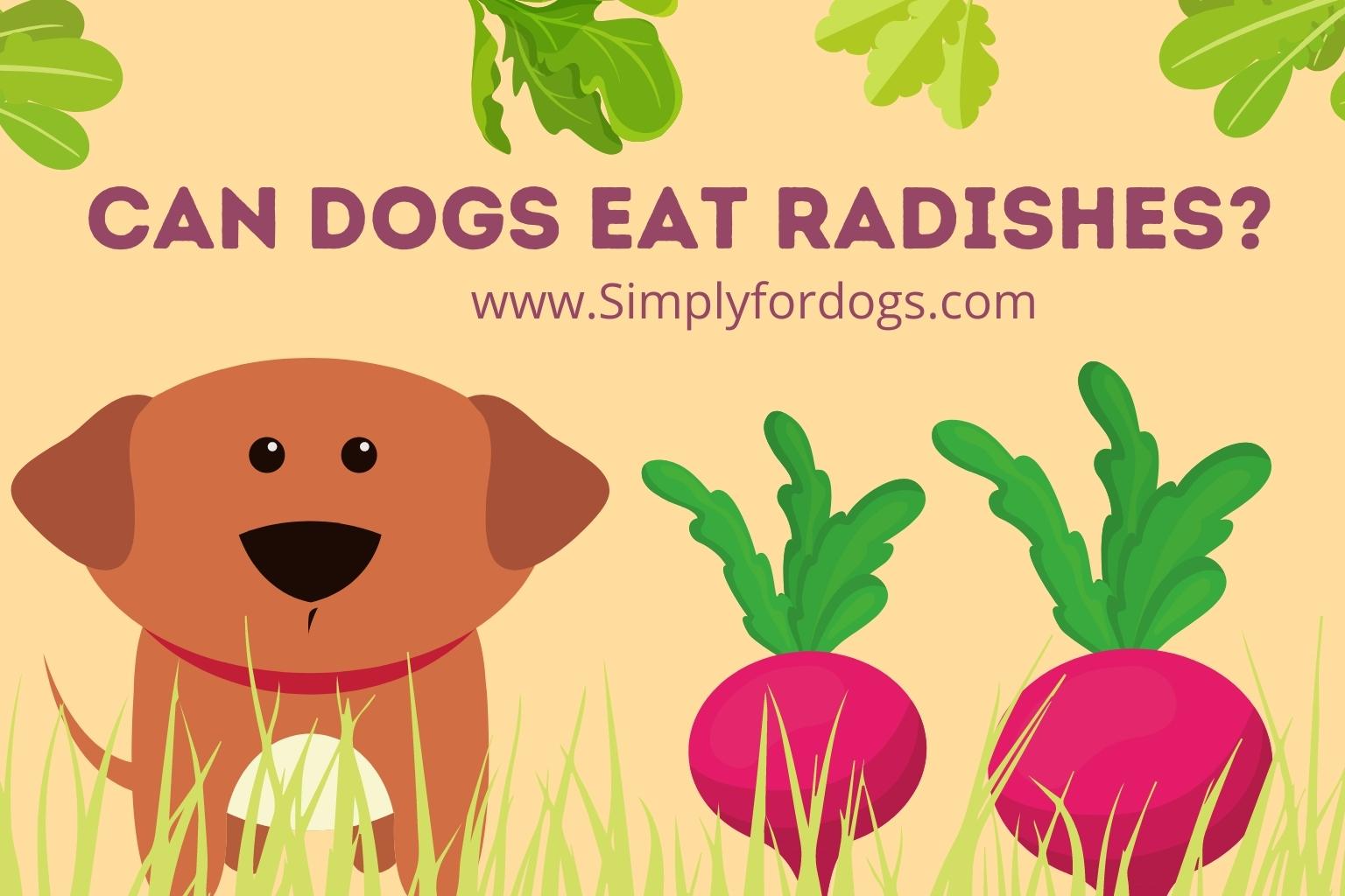 can-dogs-eat-radishes