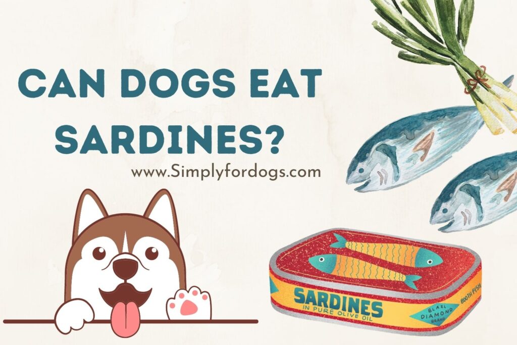 Can Dogs Eat Sardines? (Raw or Cooked?)