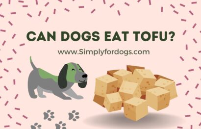 can-dogs-eat-tofu