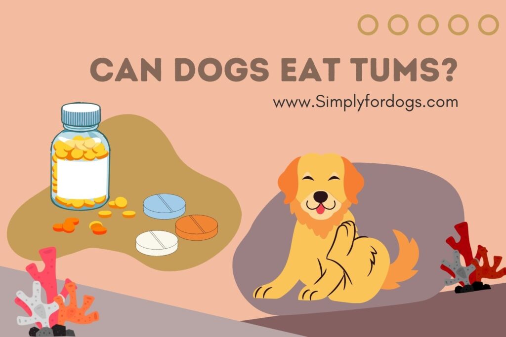 how-much-tums-can-i-give-my-dog-exploring-the-guidelines-and