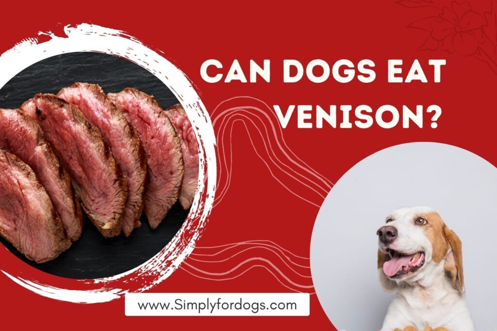 Can Dogs Eat Venison? [Is it Safe Not?] Simply For Dogs