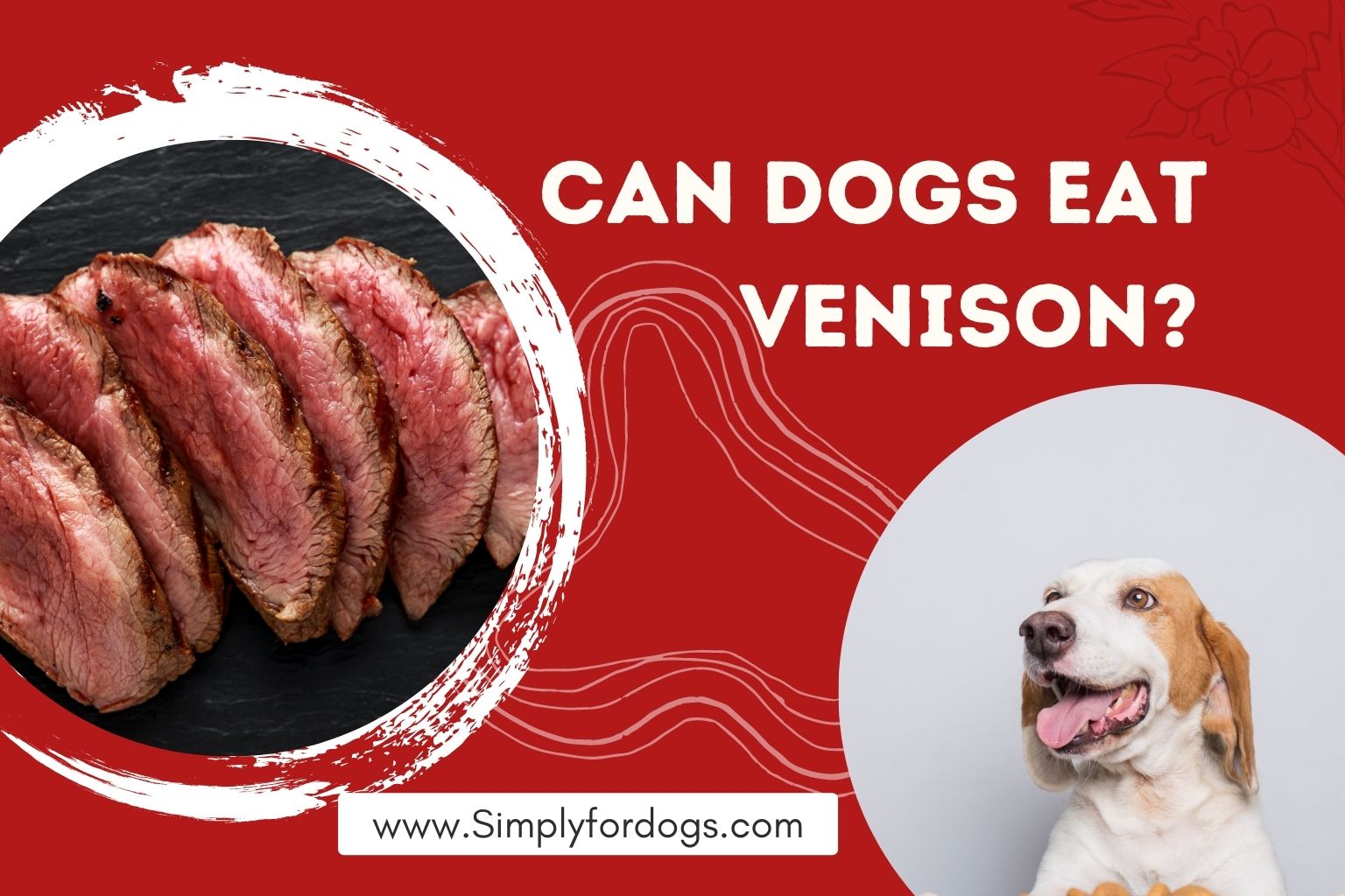 Can Dogs Eat Venison Is It Safe Not Simply For Dogs