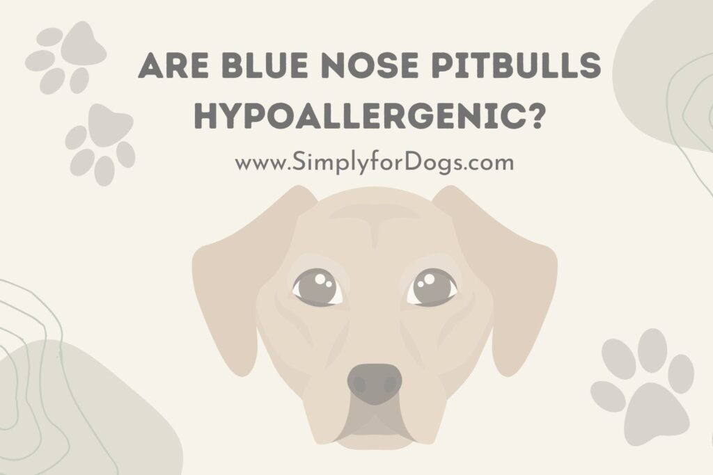 Are Blue Nose Pitbulls Hypoallergenic? - (Know Before Pet)
