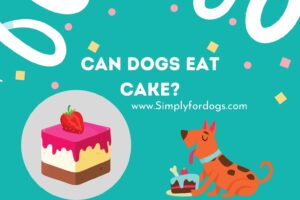 Can-Dogs-Eat-Cake