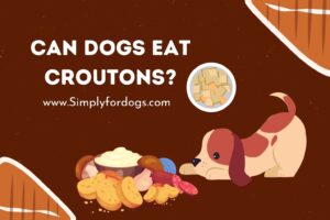 Can-Dogs-Eat-Croutons