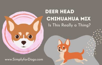 Deer-Head-Chihuahua-Mix