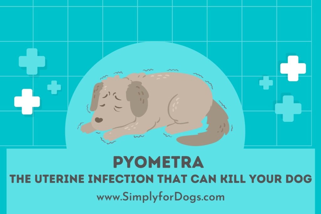 pyometra-the-uterine-infection-that-can-kill-your-dog-simply-for-dogs